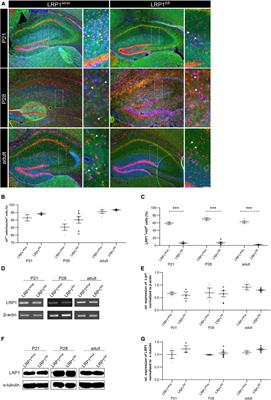 Low-Density Lipoprotein Receptor-Related Protein 1 (LRP1) as a Novel Regulator of Early Astroglial Differentiation